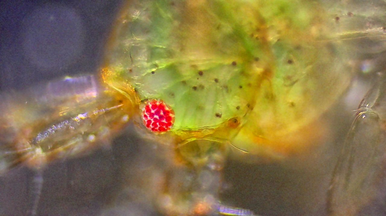 Un minuscolo abitante degli scogli: anatomia e biologia di un anfipode marino